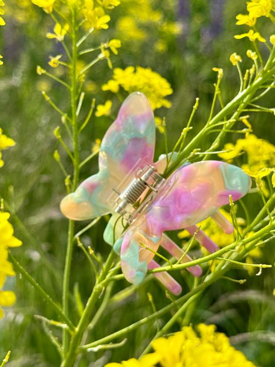 Solar Eclipse Schmetterling Wildblume