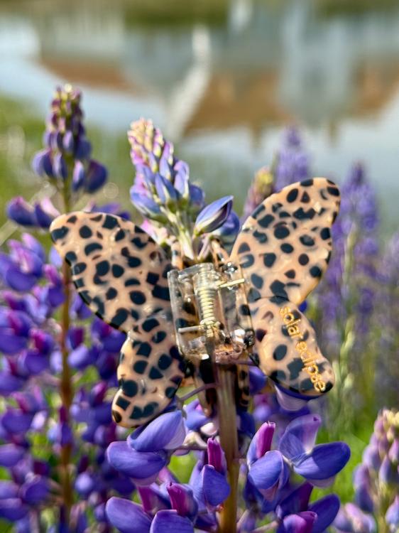 Solar Eclipse Schmetterling Leopard