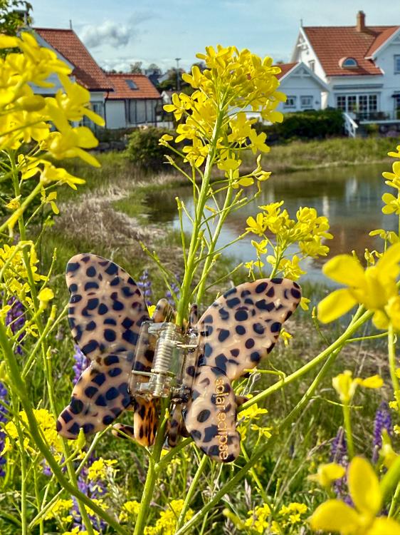 Solar Eclipse Schmetterling Leopard