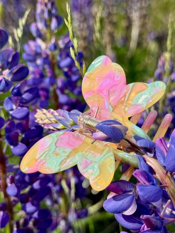 Solar Eclipse Schmetterling Wildblume