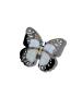 Solar Eclipse  Monarch Schmettling Baby Blue
