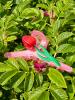 Helly Hair Haarklammer Tulpe rosa