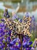 Solar Eclipse Schmetterling Leopard